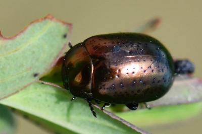 <i>Chrysolina hyperici</i>