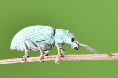 <i>Polydrusus planifrons</i>
