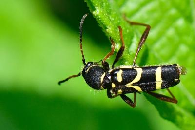 <i>Clytus arietis</i>