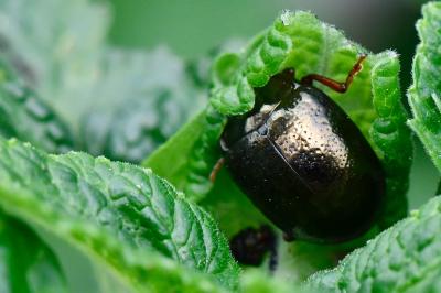 <i>Chrysolina bankii</i>