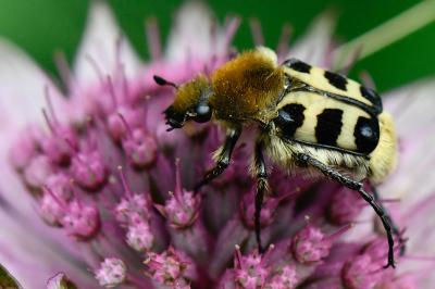 <i>Trichius gallicus</i>