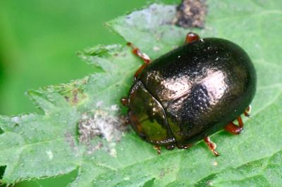 <i>Chrysolina bankii</i>