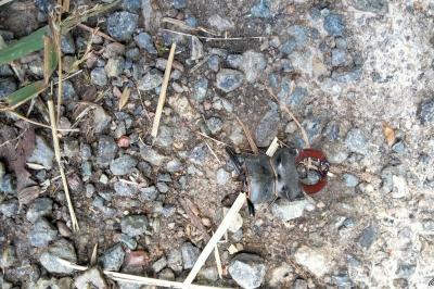 <i>Lucanus cervus</i>