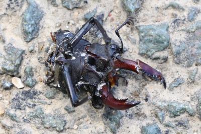<i>Lucanus cervus</i>