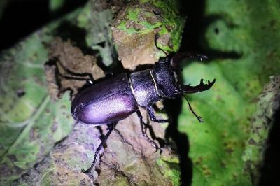 <i>Lucanus cervus</i>