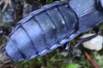 <i>Ocypus aethiops</i>