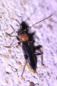 <i>Phymatodes testaceus</i>