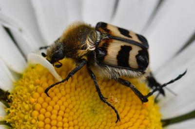 <i>Trichius fasciatus</i>