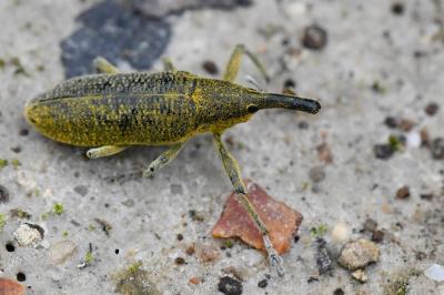 <i>Lixus pulverulentus</i>