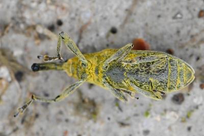 Lixus pulverulentus
