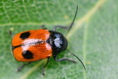 <i>Cryptocephalus bipunctatus</i>