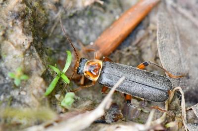 Cantharis nigricans