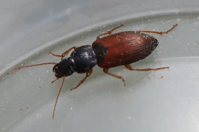 <i>Parophonus mendax</i>