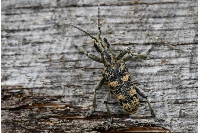 <i>Rhagium sycophanta</i>
