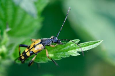 <i>Rutpela maculata</i>