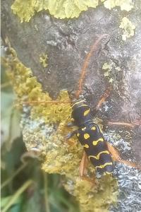 <i>Plagionotus arcuatus</i>