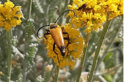 <i>Stictoleptura fulva</i>