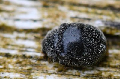 <i>Rhyzobius forestieri</i>