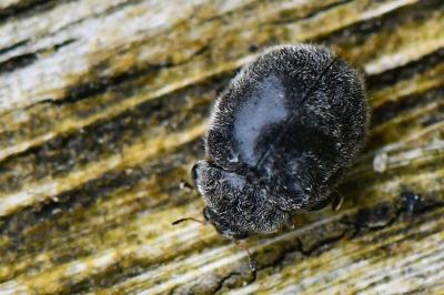 <i>Rhyzobius forestieri</i>