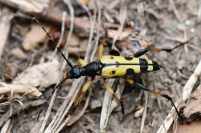 <i>Rutpela maculata</i>