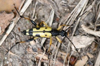 <i>Rutpela maculata</i>