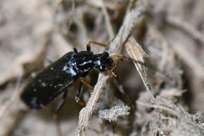 <i>Rhagonycha gallica</i>