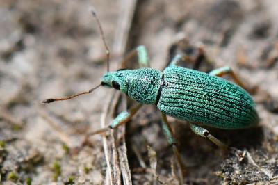<i>Polydrusus formosus</i>