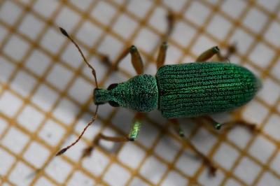 <i>Polydrusus formosus</i>