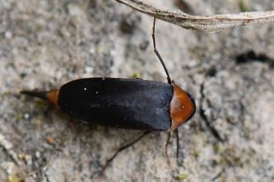 <i>Mordellochroa abdominalis</i>