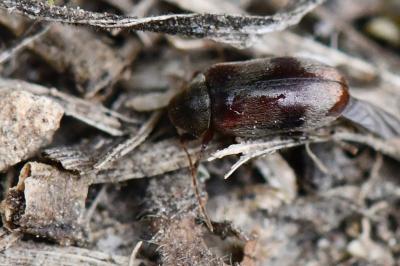 <i>Ochina ptinoides</i>