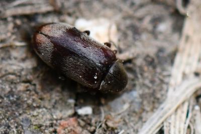 <i>Ochina ptinoides</i>