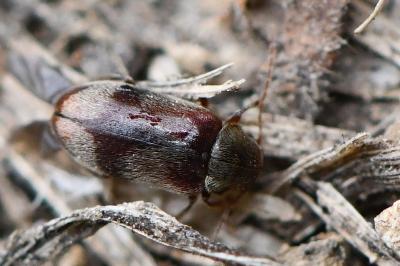 <i>Ochina ptinoides</i>