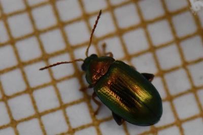<i>Crepidodera aurata</i>