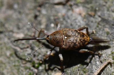 <i>Curculio glandium</i>