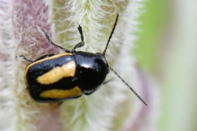 <i>Cryptocephalus vittatus</i>