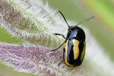 <i>Cryptocephalus vittatus</i>