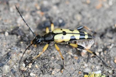 <i>Rutpela maculata</i>