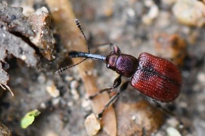 <i>Tatianaerhynchites aequatus</i>