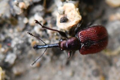 <i>Tatianaerhynchites aequatus</i>