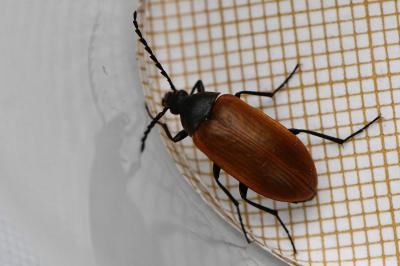 <i>Pseudocistela ceramboides</i>