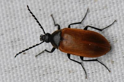 <i>Pseudocistela ceramboides</i>