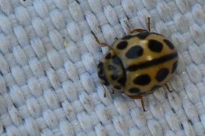 <i>Tytthaspis sedecimpunctata</i>