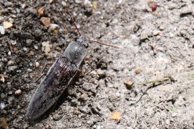 <i>Synaptus filiformis</i>