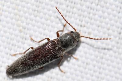 <i>Synaptus filiformis</i>