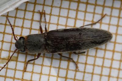 <i>Synaptus filiformis</i>