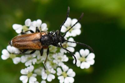 <i>Pseudovadonia livida</i>