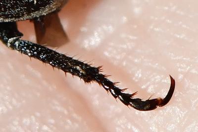 <i>Hoplia philanthus</i>