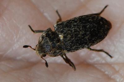 <i>Dermestes mustelinus</i>