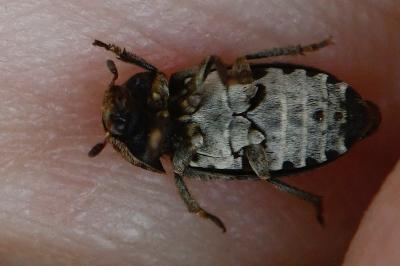 <i>Dermestes mustelinus</i>