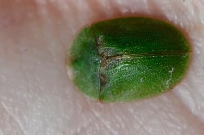 <i>Cassida rubiginosa</i>